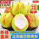 京地達新疆庫爾勒香梨子新鮮水果節日送禮凈重8斤單果115g+源頭直發(fā)包郵