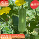 壽禾 絲瓜苗蔬菜苗秧苗春季家庭陽(yáng)臺種植菜瓜水瓜壽光菜苗子種苗 優(yōu)比1號絲瓜苗5棵