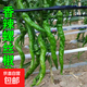蔬菜苗秧苗大全帶土辣椒苗西紅柿苗番茄苗四季種植庭院陽(yáng)臺 香辣螺絲椒苗3顆帶土球