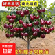 車(chē)厘子樹(shù)苗櫻桃樹(shù)苖南方北方四季種植盆栽庭院果樹(shù)櫻桃樹(shù)大櫻桃苗 10年大苗4cm左右粗帶原土球【當年結果】 81cm(含)-110cm(含)
