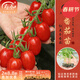 壽禾 圣女果種子小西紅柿小番茄大全溫室大棚冬春四季種菜蔬菜壽光菜 紅美玉圣女果苗 12棵