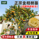 臨雅金桔樹(shù)樹(shù)苗廣西脆皮果樹(shù)盆栽無(wú)籽橘子果苗四季脆蜜砂糖橘可吃食用 金桔杯苗【30-40cm粗0.6-0.8cm】1棵