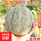 海南網(wǎng)紋瓜現摘網(wǎng)紋玫瓏瓜新鮮哈密瓜當季水果玲瓏冰淇淋蜜瓜包郵 網(wǎng)紋蜜瓜帶箱3-4斤【凈重2.5-3斤】