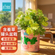IAM City Farmer含羞草罐頭 綠植花卉盆栽種子diy兒童種植小盆栽種植作業(yè)10065