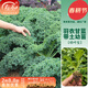 壽禾 羽衣甘藍種子種苗冬春季菜種耐寒食用蔬菜種孑播種種壽光種 綠羽衣甘藍苗 6棵
