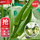 大禹水果秋葵種子苗大苗種苗帶土秧苗春季蔬菜苗陽(yáng)臺盆栽蔬菜種籽 卡里巴黃秋葵種子 10g原裝