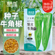 菜禾地牛角椒種子苗尖椒大果青椒微辣盆栽蔬菜種籽 特大牛角椒種子50粒