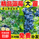 特大藍莓樹(shù)果苗大果藍莓樹(shù)苗南方北方盆栽地栽四季種植果樹(shù) 藍莓樹(shù)苗【小苗】