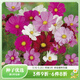 虹越萌吖吖花卉種子 春夏播花園庭院菊花類(lèi)花種 波斯菊 矮桿混色