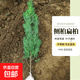 側(cè)柏樹(shù)苗小苗大苗側(cè)柏苗扁柏苗柏樹(shù)苗側(cè)柏小苗植樹(shù)節(jié)樹(shù)苗苗側(cè)柏葉 【精品】側(cè)柏1.4米高（1棵）帶土送肥料