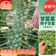 壽禾抱子甘藍種子孢子甘藍冬春季陽(yáng)臺四季栽種壽光菜種孑菜籽包菜 抱子甘藍苗 6棵