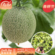 壽禾 哈密瓜種子網(wǎng)紋瓜桔肉冬春季新疆傳統壽光甜瓜 甜瓜王子種子50粒+秧5棵