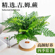 花翁吉姆蕨水培綠植物懶人花卉辦公室桌面耐陰耐旱觀(guān)葉蕨類(lèi)源頭直發(fā)