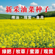 納爾遜油菜花種子室外高產(chǎn)觀(guān)賞食用耐寒耐旱春油菜花籽榨油菜籽花海種孑 油菜花種子 1 斤