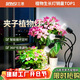 三思植物補光燈仿太陽(yáng)全光譜 全光譜植物燈 盆栽花卉-30W三頭不定時(shí)