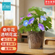 IAM City Farmer牽?；ǚN植盆栽 小學(xué)生科學(xué)趣味diy盆栽 植物觀(guān)察窗發(fā)芽生長(cháng)10034