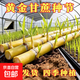 廣西黑皮黃皮黃金水果甘蔗薄皮種植種苗高產(chǎn)新鮮正宗南北種子可種 黃金甘蔗苗10節【帶芽發(fā)貨】