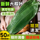 天空市粽葉子大號新鮮寬粽子葉包粽子專(zhuān)用材料端午節濕箬竹葉50片+棕繩