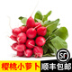 辰實(shí)【順豐】櫻桃蘿卜 東北新鮮水果紅蘿卜圓紅蘿卜 農家迷你小蘿卜 3斤（帶葉）