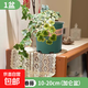 雪瑩常春藤四季好養小盆栽室內外好養活客廳陽(yáng)臺吊蘭綠植爬藤植物 雪瑩常春藤10-20厘米+加侖盆