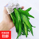 迷你九冠皇冠類(lèi)新手水草好養耐活真水草活體植物鐵皇冠魚(yú)缸活植物 迷你皇冠9支（10厘米左右）送三個(gè)杯子
