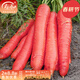 壽禾 水果胡蘿卜種子冬春季蔬菜菜籽 普羅米修斯水果胡蘿卜籽10gx3包