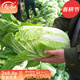 壽禾 耐熱大白菜種子夏陽(yáng)冬春季耐熱批發(fā)早熟陽(yáng)臺四季播種蔬菜菜籽 夏陽(yáng)白菜種子 5g裝（抗熱）