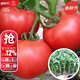 大禹菜苗秧蔬菜苗子大全活苗帶土種苗春季西紅柿盆栽圣女果秧苗陽(yáng)臺 大粉老品種西紅柿番茄苗帶土6棵