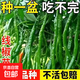 蔬菜苗秧苗大全帶土辣椒苗西紅柿苗番茄苗四季種植庭院陽(yáng)臺 香辣長(cháng)線(xiàn)椒苗3顆帶土球