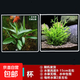 魚(yú)缸懶人水草植物淡水有莖草缸造景水族箱中后景水族套餐包郵 隨機一杯 無(wú)根發(fā)貨