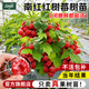 臨雅樹(shù)莓苗雙季覆盆子果樹(shù)苗盆栽地栽南北方種植當年結果紅黃黑樹(shù)莓苗 【旗艦款】南紅紅樹(shù)莓苗-1棵