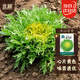 北蔬黃心苦苣種子苗苦菊生菜陽(yáng)臺四季播種蔬菜籽 黃心苦苣種子5g*2包