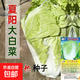 夏陽(yáng)50白菜種子大白菜種子早熟抗熱甜脆結球大白菜籽蔬菜種子 抗熱夏陽(yáng)白白菜1包【1000?！? title=