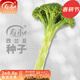 壽禾 西蘭花種子耐寒優(yōu)秀冬春季農家蔬菜四季播青菜西藍花菜籽種籽 西蘭苔種子1g約180粒