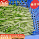 壽禾蔬菜種子竹葉空心菜種子通心菜雍菜柳葉四季春壽光蔬菜籽 白梗柳葉空心菜種子 400g