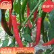 壽禾 辣神線(xiàn)椒種子二荊條超辣早熟冬春季壽光蔬菜四季特辣菜種籽 （二金條）二荊條辣椒種子100粒