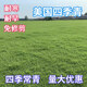 藝辛草坪種子草籽矮生四季青免修剪耐寒地毯草庭院草皮草種子護坡固土 美國四季青1斤【美國進(jìn)口】