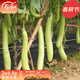 壽禾 綠長(cháng)茄種子苗綠茄子秧種苗皮薄肉嫩四季壽光冬春季蔬菜籽菜籽 青條綠長(cháng)茄種子120粒