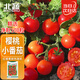 北蔬小番茄種子圣女果西紅柿蔬菜種籽 卓脆薩蘭娜甜蜜小果種子100粒