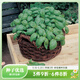 萌吖吖春秋播兩季種子 香草香菜類(lèi)蔬菜種子 萌吖吖系列薄荷香菜香芹種子 甜羅勒