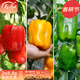 壽禾 辣椒苗大全各種椒苗小米椒壽光大型苗場(chǎng)菜苗朝天椒帶土春蔬菜苗 【不辣】紅綠黃甜椒苗各3棵