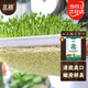 北蔬 水培蔬菜種子豌豆芽苗菜無(wú)土栽培四季種 紅玉豌豆芽苗菜種子500g
