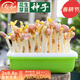 壽禾 芽菜種子蘿卜四季冬春季四季無(wú)土水培蔬菜豌豆芽 紅花生芽種子 500g