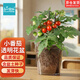 IAM City Farmer小番茄種子兒童種植盆栽學(xué)生植物觀(guān)察杯發(fā)芽生長(cháng)趣味diy植物10031