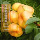 四萬(wàn)公里桃樹(shù)苗 風(fēng)味皇后大黃金油蟠桃 果樹(shù)樹(shù)苗 盆栽地栽源頭直發(fā)