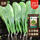 北蔬 蘿卜芽苗菜種子苗春季家庭種植水培蔬菜籽 青蘿卜芽苗菜種子200g