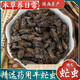 南京同仁堂順豐發(fā)貨】牛虻蟲(chóng)中藥材100克虻蟲(chóng)粉氓牤精選野生蚊子牛蠅綠頭猛 大虻蟲(chóng)20g(正品完整） 20g*1袋