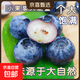 新一季進(jìn)口秘魯高山藍莓高端當季新鮮水果怡顆云藍梅南京東包郵 小份2盒裝（100g-125g）/盒 中果單果14mm+