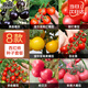 北蔬西紅柿種子種苗盆栽小果大果番茄蔬菜種籽 8種西紅柿種子組合