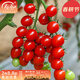 壽禾 正宗釜山88圣女果小番茄種子冬春季蔬菜籽 釜山88千禧圣女果種子 20粒